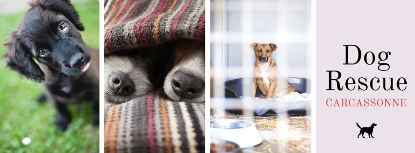 Dog Rescue Carcassonne is&nbsp;back!