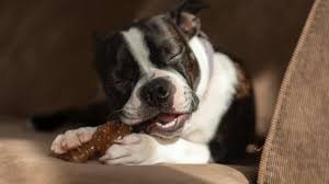 Happy Chompers Appeal